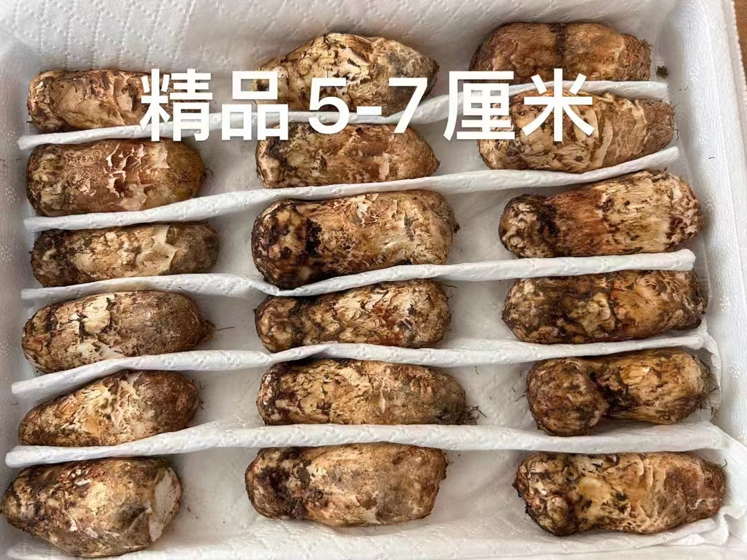 松茸620g コレクション – 雲ノ珍